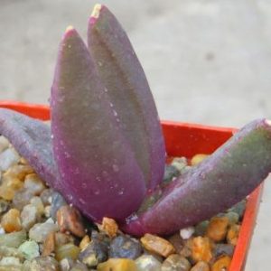 glothiphyllum spec