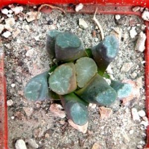haworthia maughanii