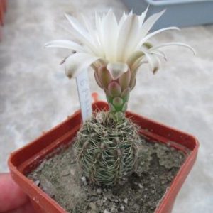 gymnocalicium papchii Piltz