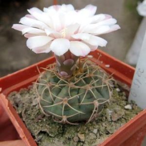 gymnocalicium spec PHA 157\1
