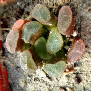 haworthia hybrid