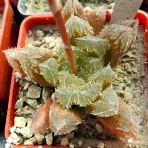 haworthia hybrid