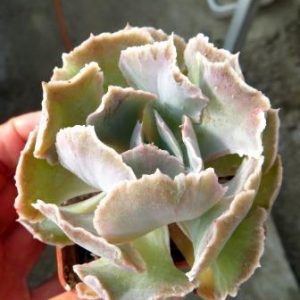 echeveria shaviana