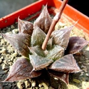 haworthia hybrid