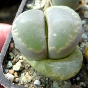 lithops otzeniana