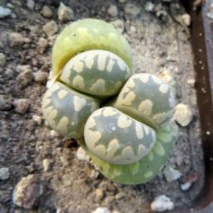 lithops otzeniana