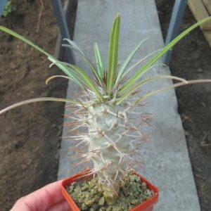 pachypodium geayi