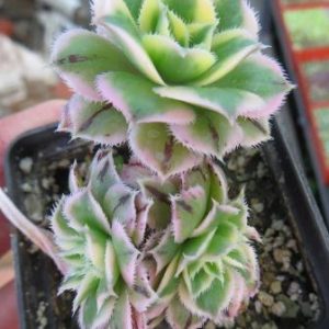 aeonium sunburst