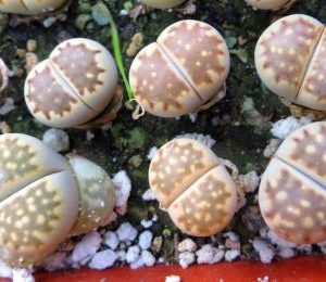 lithops julii fulleri  C 083