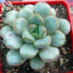 graptoveria amethorum