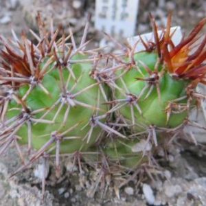 gymnocalycium horridispinum