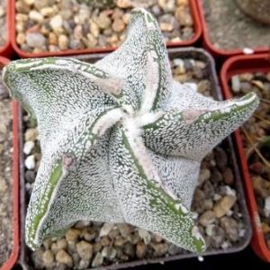 astrophytum hybrid   Tay
