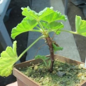 pelargonium mollicomum