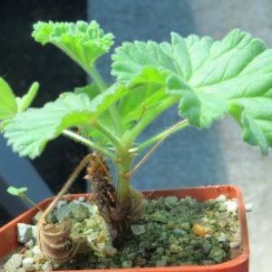 pelargonium mollicomum