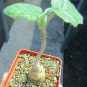 uncarina roeseliana