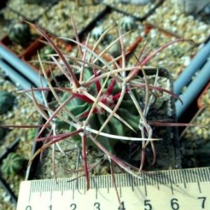 echinocactus parryi own root