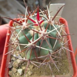 430 MG ferocactus santa maria