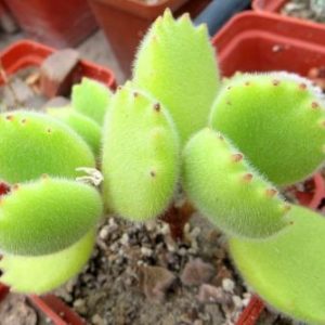 tylecodon  tomentosa