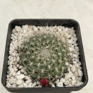 Rebutia senilis