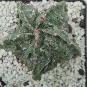 Astrophytum myriostigma Fukuryu Hekiran JAPAN