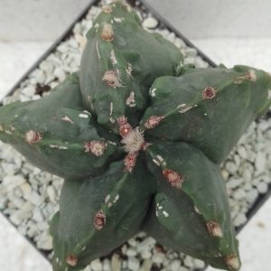 Astrophytum myriostigma Fukuryu YOROI JAPAN