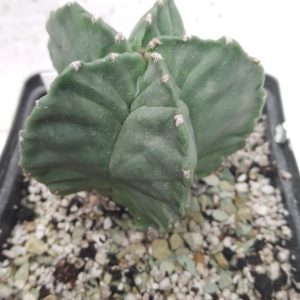 Astrophytum myriostigma cv kikKo