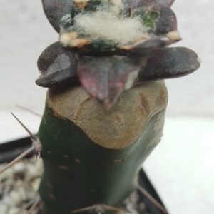 Ariocarpus trifinger