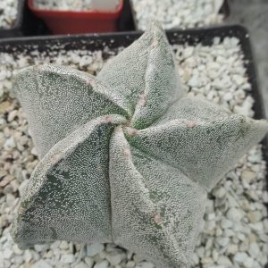 Аstrophytum myriostigma coahuilense