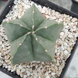 Astrophytum myriostigma nudum