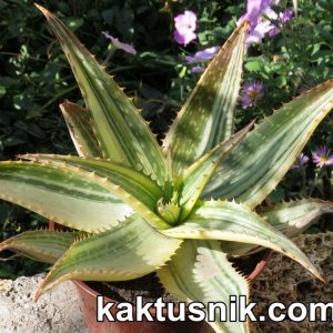 819 Aloe 'Tiger Taffi' весь горшик