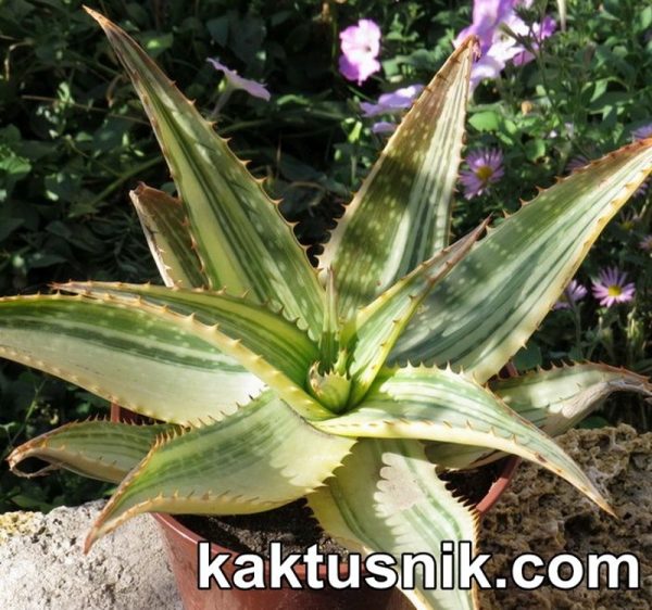 Aloe ‘ Tiger Taffy’