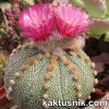 Astrophytum asterias ‘AKABANA’ Чехия