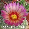Astrophytum asterias ‘AKABANA’ -Khores-