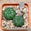 Astrophytum asterias ‘AKABANA’ -Khores- x asterias ‘AKABANA’ Чехия