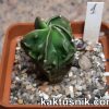 Astrophytum myriostigma ‘Fukuryu’ 1