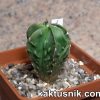 Astrophytum myriostigma ‘Fukuryu’ 1_