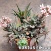 Crassula justi-corderoyi