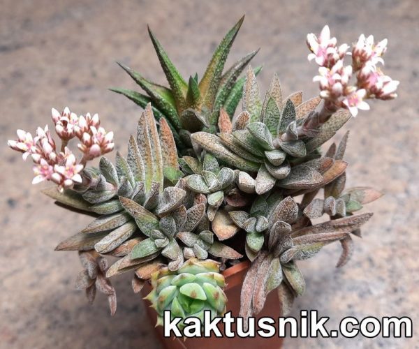 Crassula justi-corderoyi