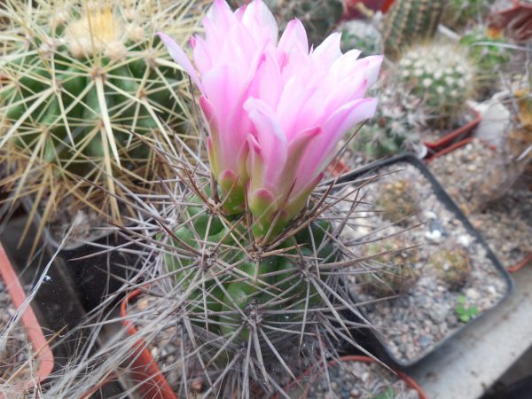 DSCN2991