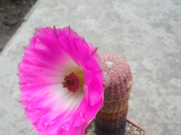 DSCN3323