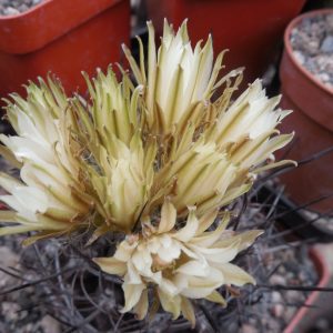 Pyrrhocactus sp. VM28 B- Piltz -