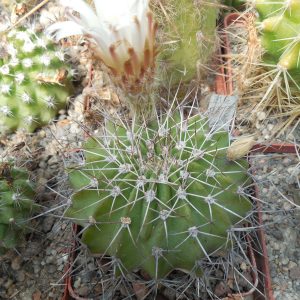 Acanthocalycium spiniflorum - MG -