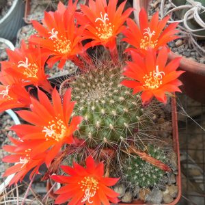 Rebutia senilis