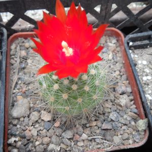 Parodia penicillata - v.nivosa