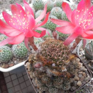 Lobivia schieliеana - v. albescens