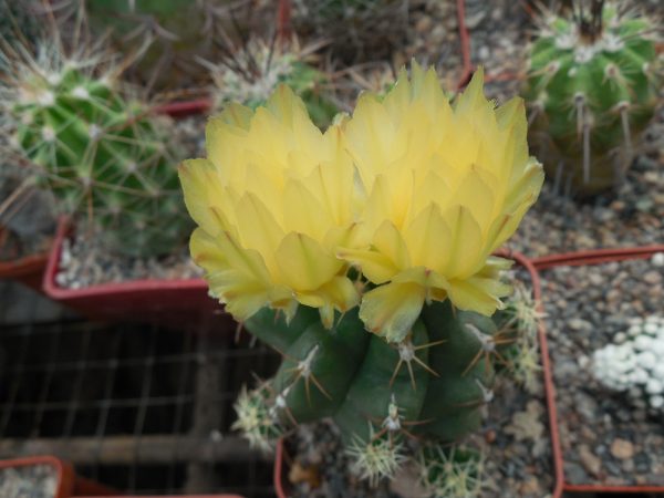 DSCN8359