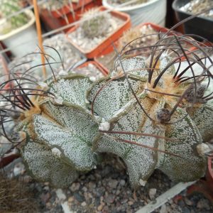 Astrophytum capricorne PP 138.20 - 2 головы