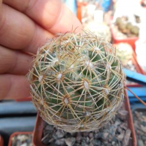 Coryphantha radians