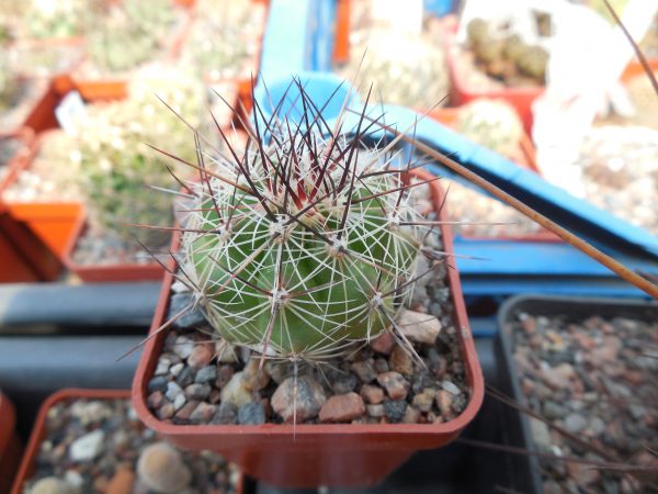 DSCN8425