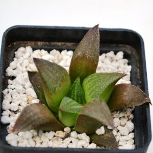 Haworthia retusa
